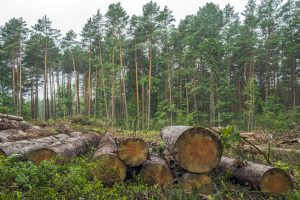 tree thinning removal property